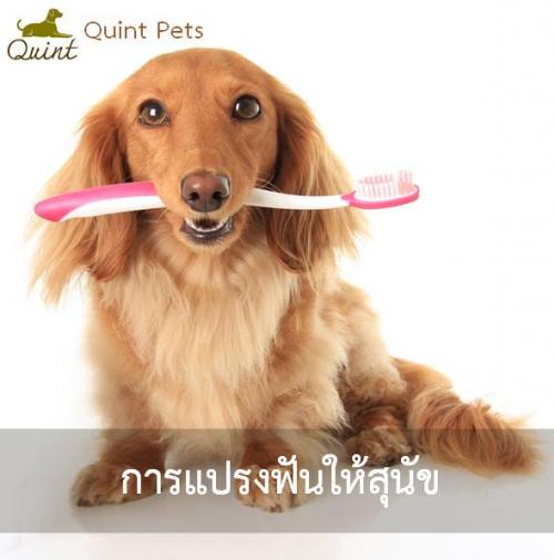 การแปรงฟันให้สุนัข